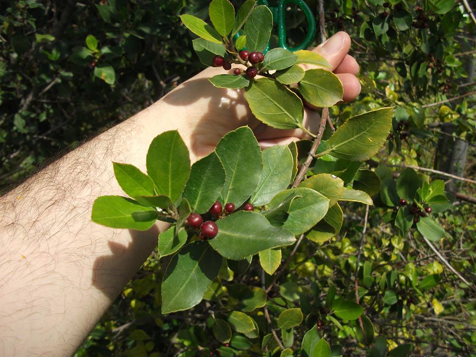 Rhamnus alaternus